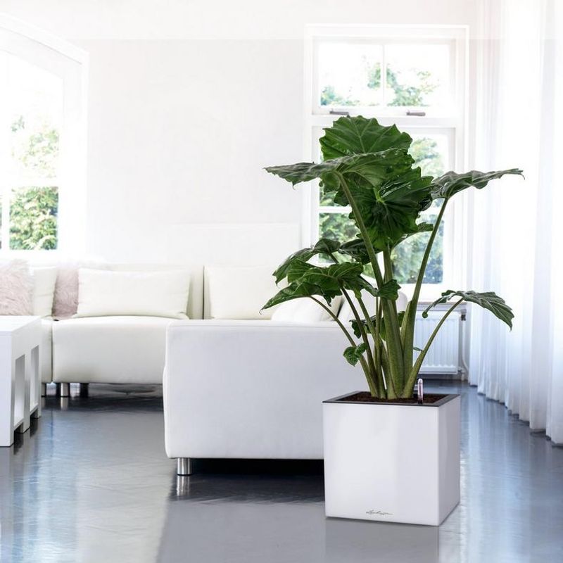 Canto Premium 40, Lechuza Blomsterpotte