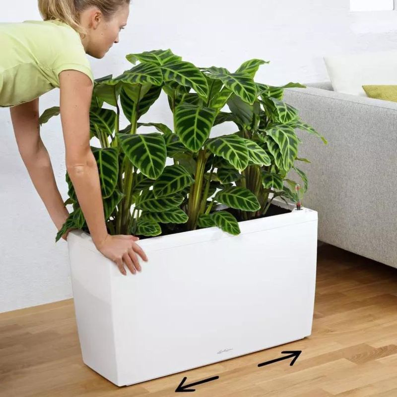 Cararo Premium, Lechuza Blomsterkasse