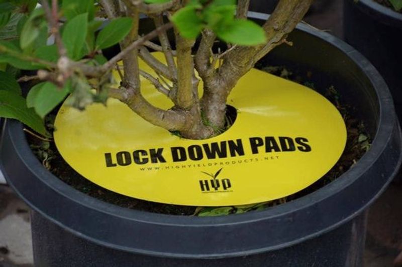HYP Lockdown Pads 6