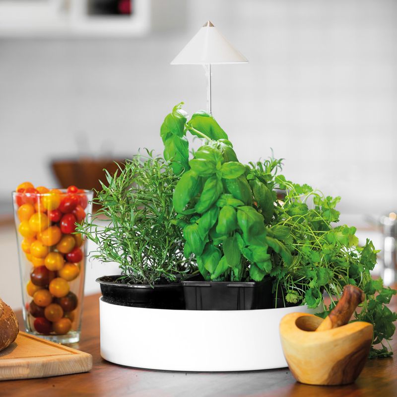 Sunlite urtelys, stor 