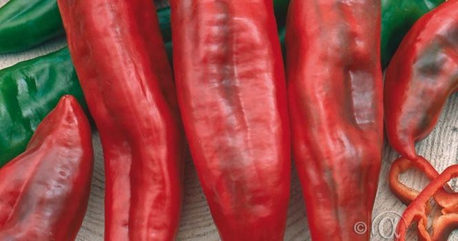 Hovedbilde Paprika 'Thor' F1