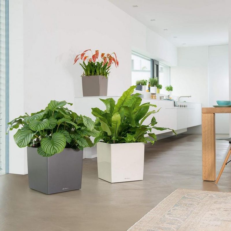 Cube Premium 30, Lechuza Blomsterpotte